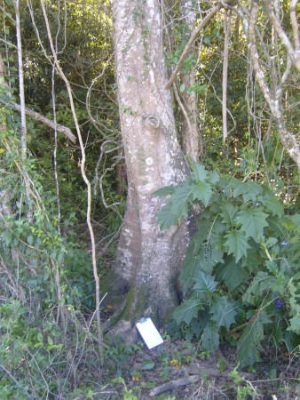 Diâmetro da árvore + porte